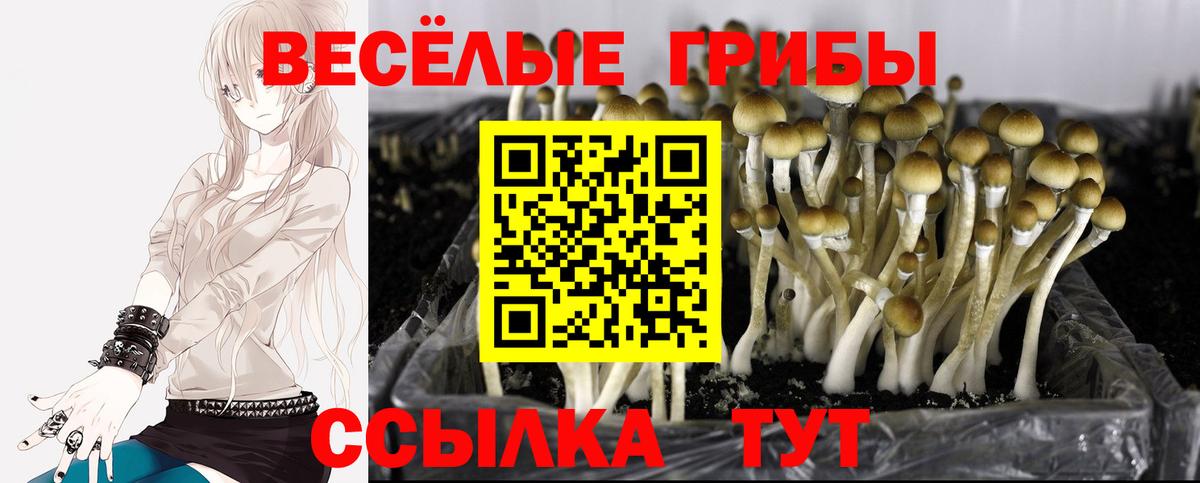 Псилоцибиновые грибы ЛСД  Псилоцибиновые грибы MAGIC MUSHROOMS  Тула  Вход с VPN 